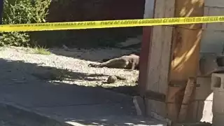 Yucatán vive ola de maltrato animal: perro muere tras ser baleado en Sitpach