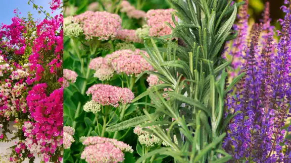 Cinco plantas que pintarán de colores tu jardín sin esfuerzo Cinco plantas que pintarán de colores tu jardín sin esfuerzo