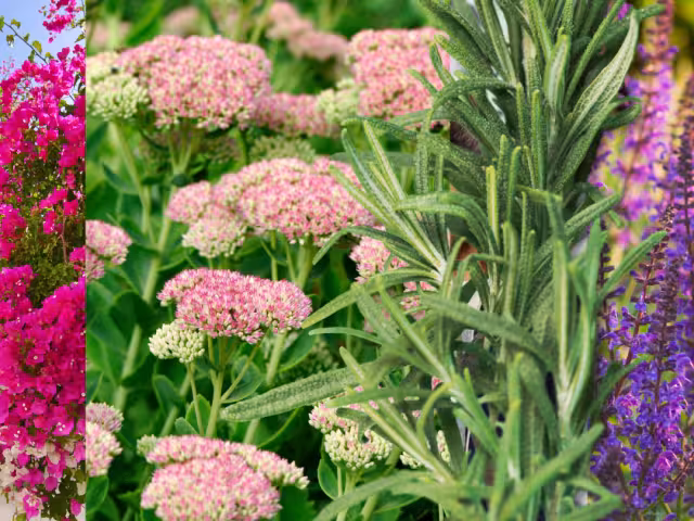 Cinco plantas que pintarán de colores tu jardín sin esfuerzo