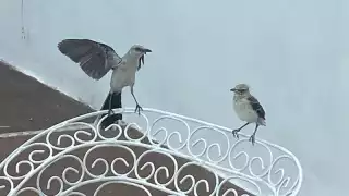 Captan a zenzontle tropical en Yucatán dando lecciones de vuelo a su hijo   