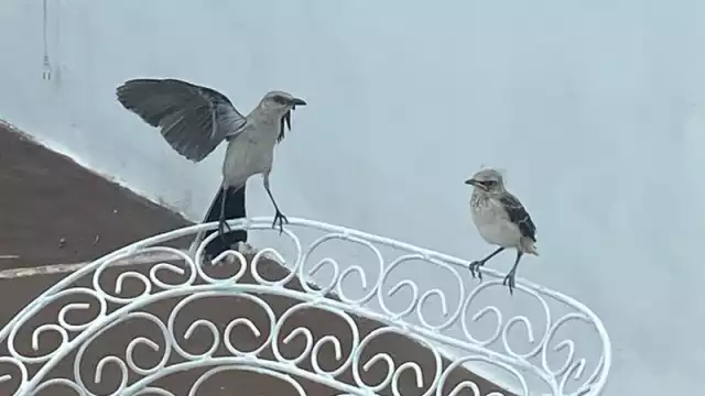 El cenzontle tropical es una de las aves más comunes en las zonas urbanas del estado