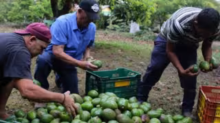 Estados Unidos reactiva exportaciones de aguacate en Michoacán con Plan de Reapertura Progresiva