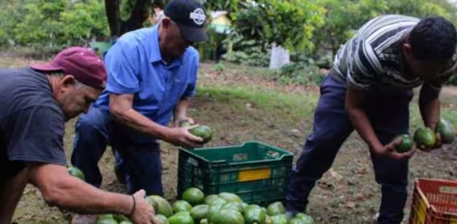 La reanudación de exportaciones de aguacate de Michoacán hacia Estados Unidos se reanudará de manera progresiva