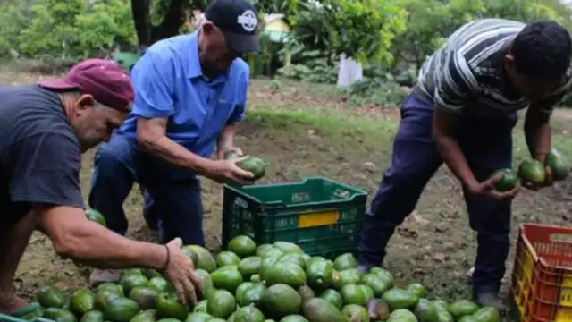 La reanudación de exportaciones de aguacate de Michoacán hacia Estados Unidos se reanudará de manera progresiva