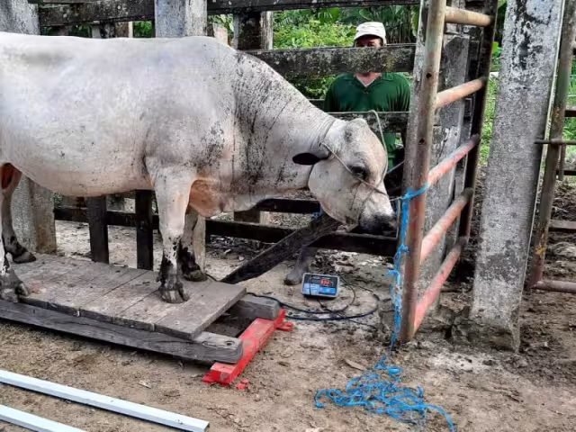 El dueño del ganado afectado se comunicó de manera inmediata con las autoridades de salubridad