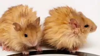 Científicos logran combinar genes de mamut y ratones