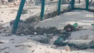 Más de 100 nidos de tortugas dañados por Milton en Campeche