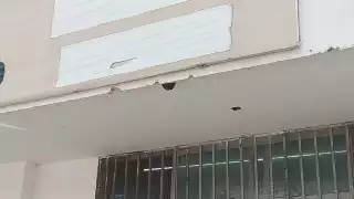 "Tenemos miedo que nos ataquen"; vecinos de Plan Chac, en Campeche reportan abejas en una tienda