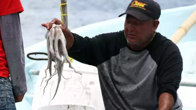 El pulpo es depredado por buzos en tiempo de veda
