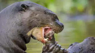   Histórico: Anuncian el regreso de un enorme animal acuático en Argentina   