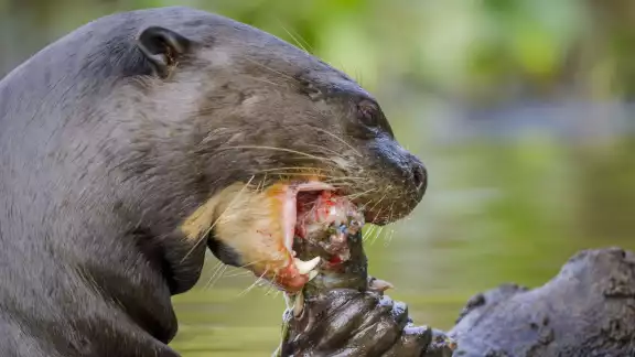 La nutria gigante de río puede alcanzar una longitud de hasta 1.80 metros