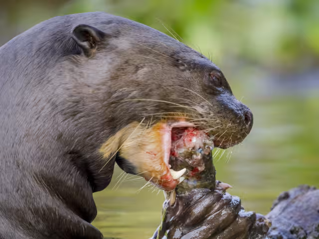 La nutria gigante de río puede alcanzar una longitud de hasta 1.80 metros