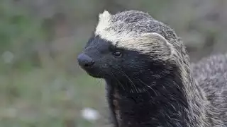 El grisón es un integrante de la familia de los mustélidos