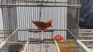 Grupos de Facebook, foco rojo para la venta de aves silvestres en Yucatán  