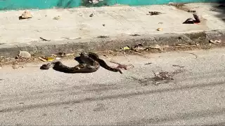 Algunas personas dijeron  que era mejor pedir ayuda; sin embargo, la boa fue apedreada