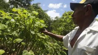 Granjas de Kekén generan plagas de gusanos y moscas en cultivos de Yucatán 