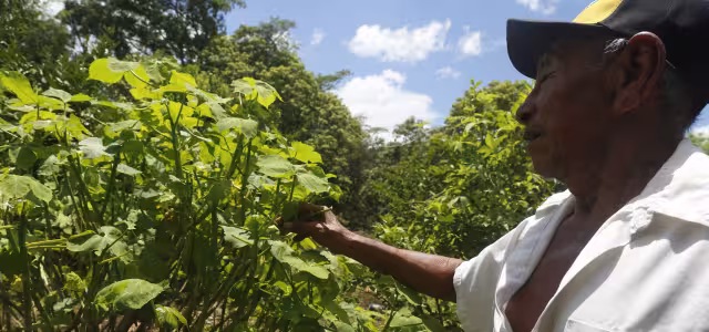 Las excretas de cerdo favorecen la presencia de moscas y gusanos que devoran los cultivos de maíz