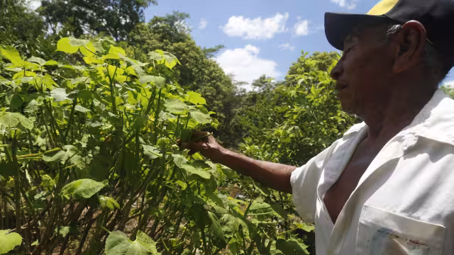 Las excretas de cerdo favorecen la presencia de moscas y gusanos que devoran los cultivos de maíz
