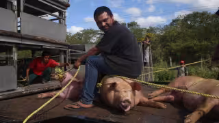 El Relator Especial de la ONU documenta la contaminación por la industria porcícola en Yucatán