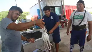Captura de pulpo va viento en popa en Yucatán: pescadores se acercan a la meta de este año