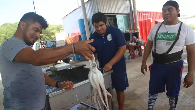 Con más de 20 mil ton logradas, los pescadores se acercan a la meta de 28 mil prevista este año