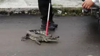 Capturan a cocodrilo que deambulaba por las calles de Solidaridad Urbana, en Campeche 