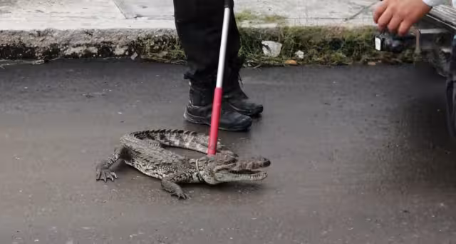 Vecinos de Solidaridad Urbana avistaron un cocodrilo cruzando las calles cerca de la maquiladora