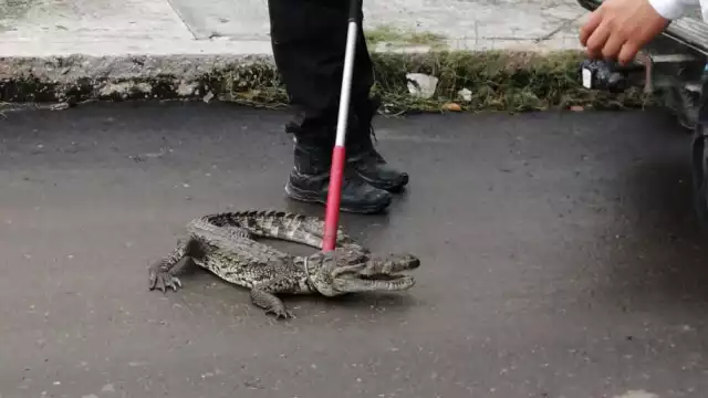 Vecinos de Solidaridad Urbana avistaron un cocodrilo cruzando las calles cerca de la maquiladora