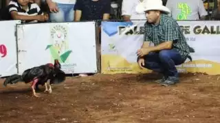 Galleros piden una nueva legislatura que retome la Ley de Protección y Bienestar Animal