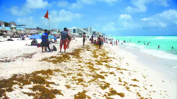 El mayor recale de la macroalga se concentra en Tulum, varios puntos de Puerto Morelos, Riviera Maya, Cancún y Cozumel