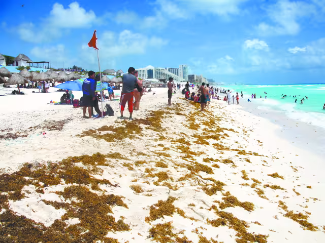 El mayor recale de la macroalga se concentra en Tulum, varios puntos de Puerto Morelos, Riviera Maya, Cancún y Cozumel