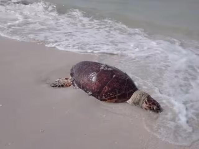 Los quelonios son una especie que deposita sus huevos en las playas; por tanto los litorales deben ser vigilados de forma constante.