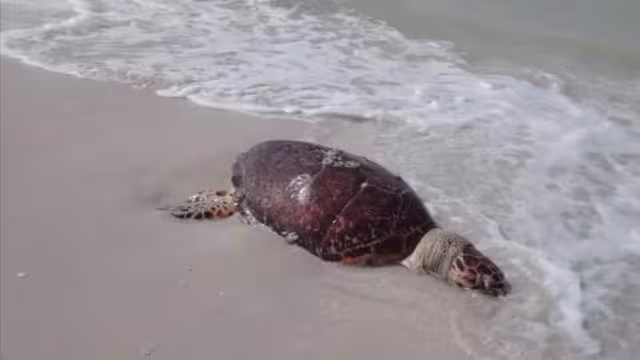 Los quelonios son una especie que deposita sus huevos en las playas; por tanto los litorales deben ser vigilados de forma constante.
