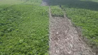   Venta de predios impulsa la deforestación: Más de 23 mil hectáreas de selva en la zona maya están en riesgo de devastación  