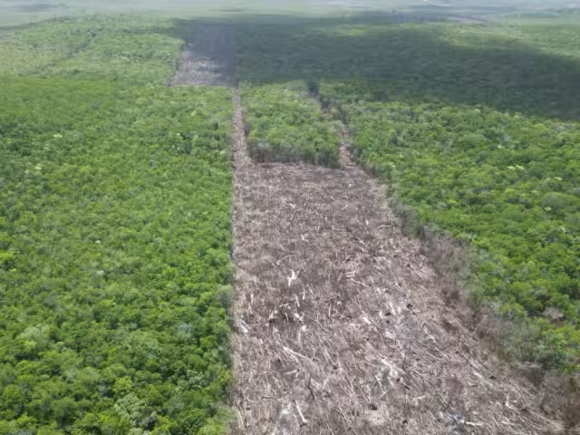 La tala sin autorización y el uso de agroquímicos ponen en riesgo especies protegidas como la palma chit y el jobillo