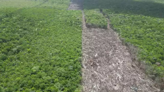 La tala sin autorización y el uso de agroquímicos ponen en riesgo especies protegidas como la palma chit y el jobillo