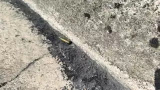 Hallan casquillos percutidos en la colonia Esperanza en Campeche; investigan posible disparo