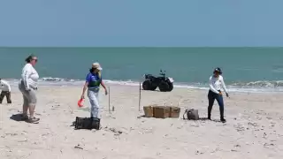 Resguardan zona de anidación de especie en peligro en Carmen 