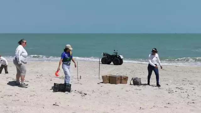 Salvaguardan nidos de tortuga lora ante presencia humana y vehicular