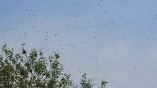 Plaga de langostas sigue desplazándose por el sur de Campeche, alertan productores