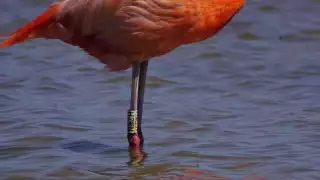 ¿Por qué se realiza el anillamiento de flamencos en Yucatán?