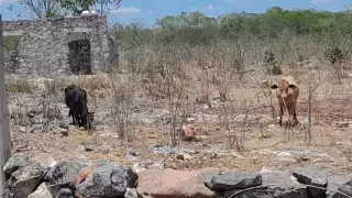 Ganaderos de Santa Cruz Pueblo exigen apoyo ante la falta de alimento para el hato