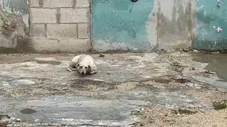 Perros  agresivos un problema en Campeche; una callejerita ha mordido 20 veces a ciudadanos