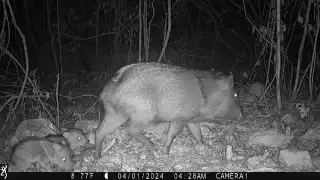  Captan a murciélago vampiro siguiendo a una familia de pecaríes en la selva de Yucatán     