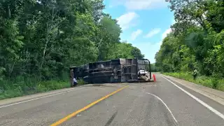 Se vuelca tractocamión con reses en Escárcega; mueren varios animales