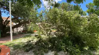 Árbol de zapote se desploma en parque de Campeche tras fuertes lluvias