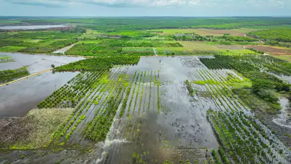 Las lluvias recientes afectaron 600 hectáreas de chihua sembradas anticipadamente en Campeche. Las lluvias recientes afectaron 600 hectáreas de chihua sembradas anticipadamente en Campeche.