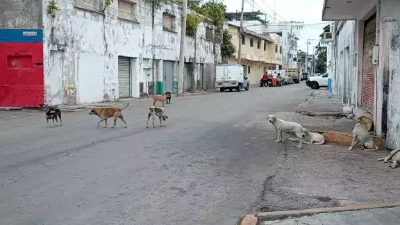 Hay quienes no se atreven a pasar por la zona para no ser mordidos. Hay quienes no se atreven a pasar por la zona para no ser mordidos.