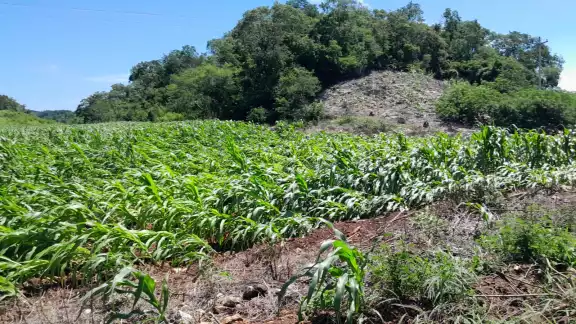 Fuertes vientos azotaron la comunidad de Bacabchén, Dzitbalché, dañando mecanizados de maíz.