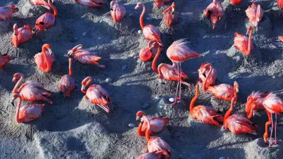 Se exhortó a las personas a no perturbar los sitios de anidación ni a los flamencos